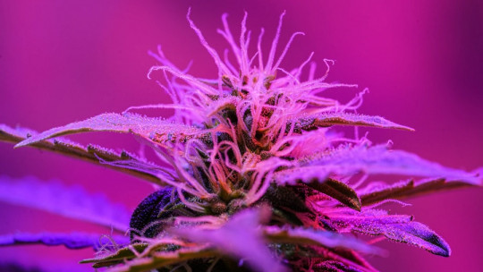 Pasos para engancharse al cannabis