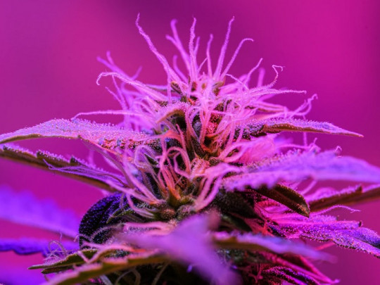 Pasos para engancharse al cannabis