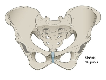 Sínfisis