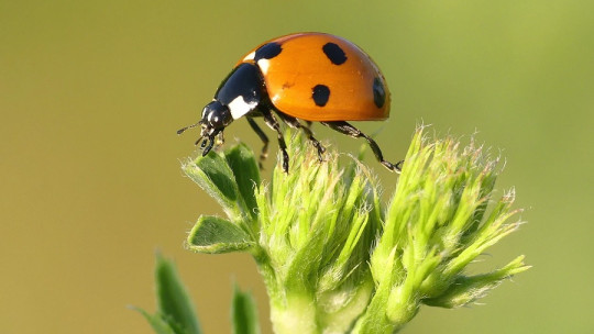 ¿Sienten dolor los insectos?
