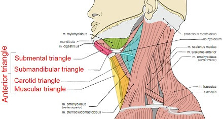 Triángulo anterior