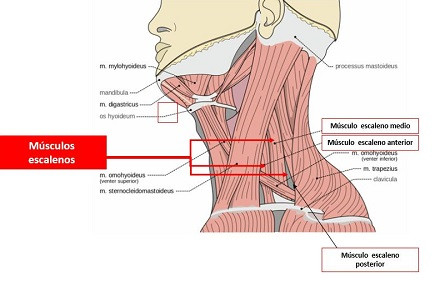 Músculos laterales del cuello