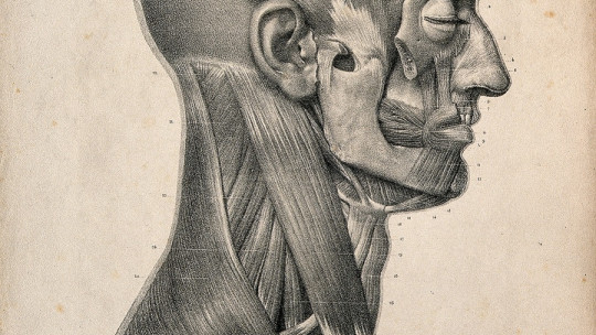 Músculos del cuello