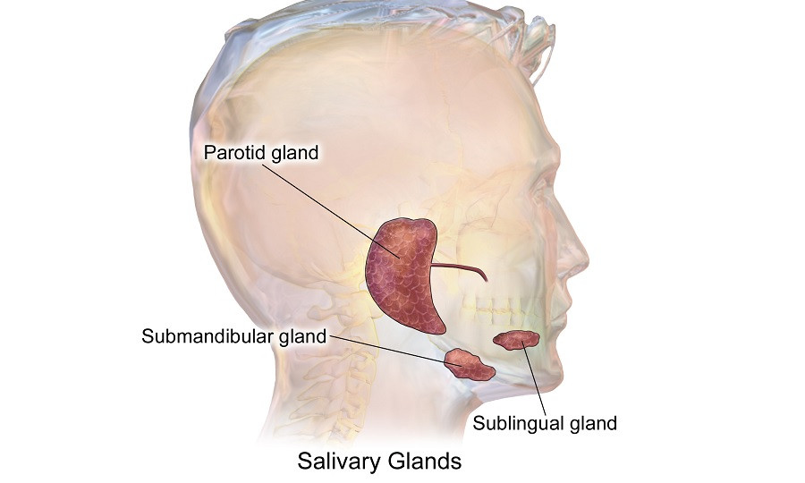 Glándulas salivales