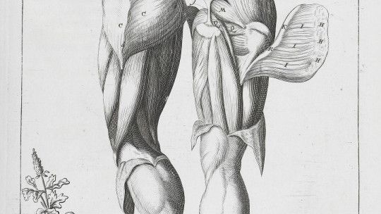 Músculos de las piernas
