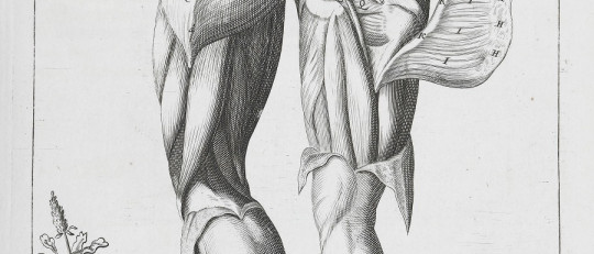 Músculos de las piernas