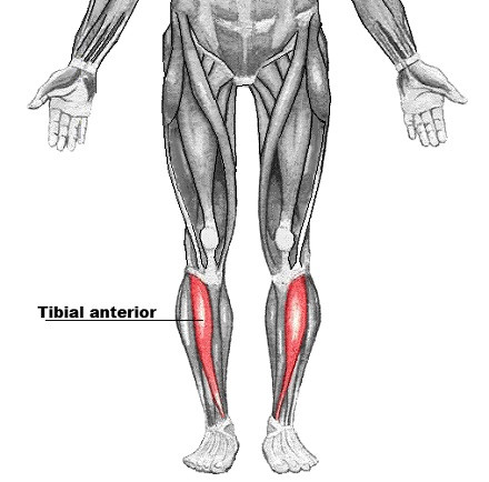 Tibial anterior