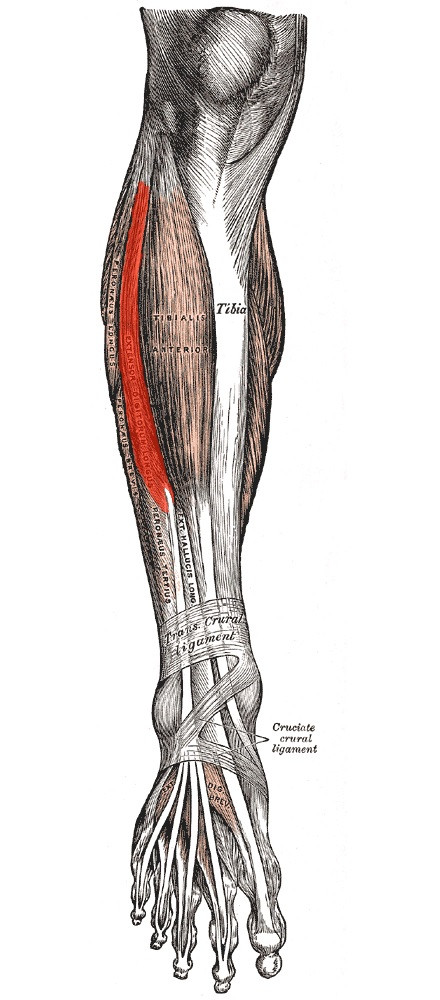 Músculo extensor largo de los dedos