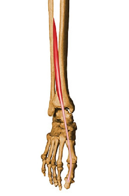 Músculo extensor del dedo gordo