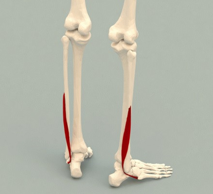 Peroneo corto