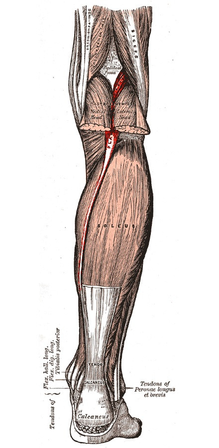 Plantar