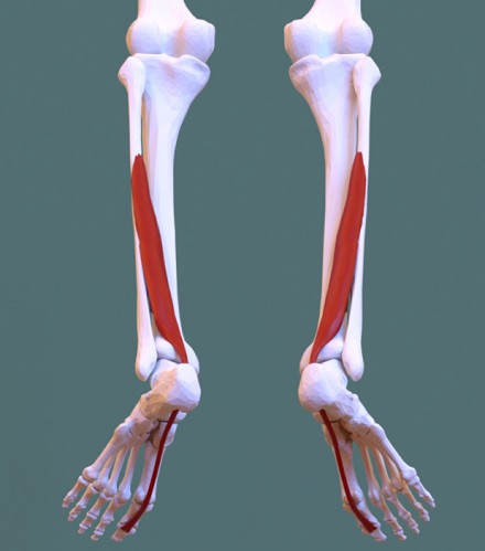 Músculo flexor largo del dedo gordo