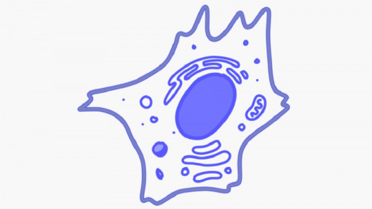Peroxisomas