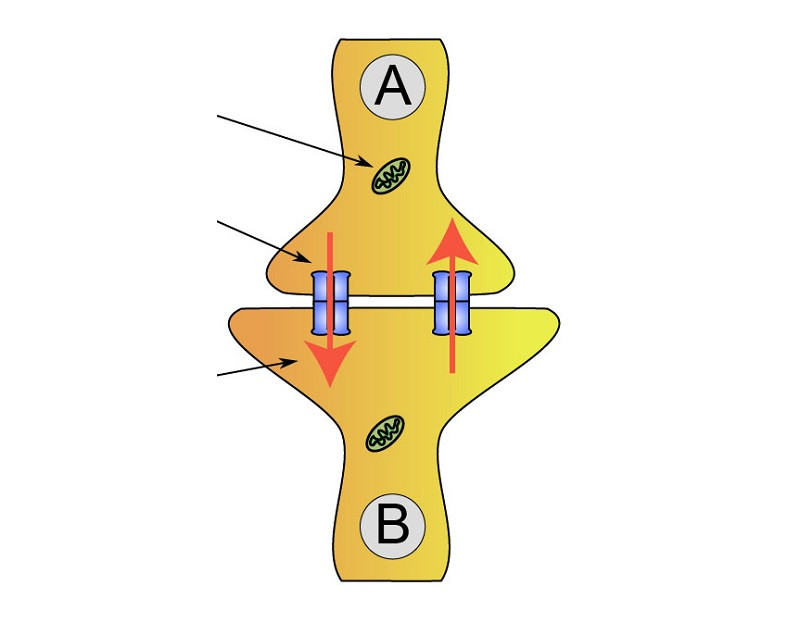 Sinapsis eléctricas