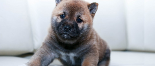 Tu perro te entiende cuando le hablas, según una investigación
