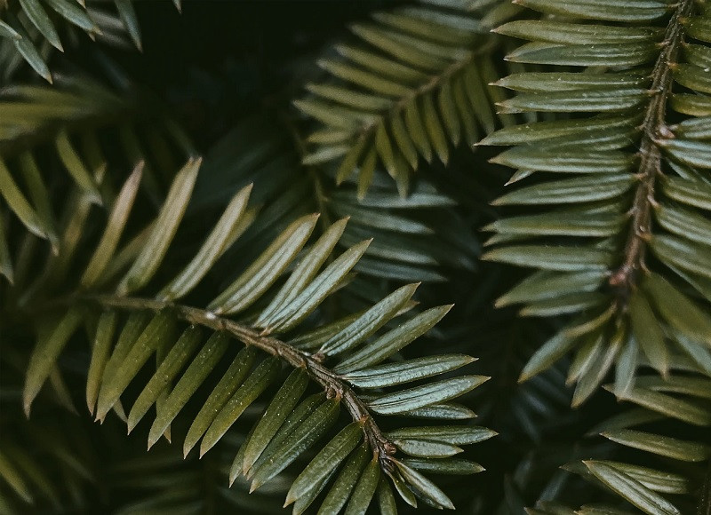 Carbono