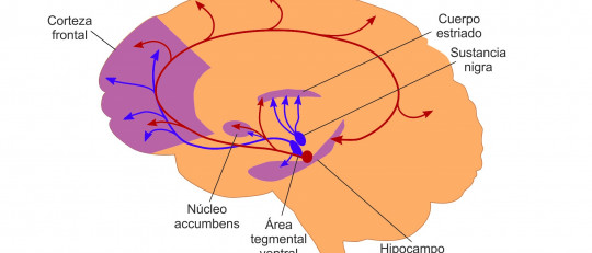 Vía mesolímbica (cerebro): anatomía y funciones