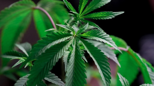 Cómo afectan las drogas al sistema nervioso