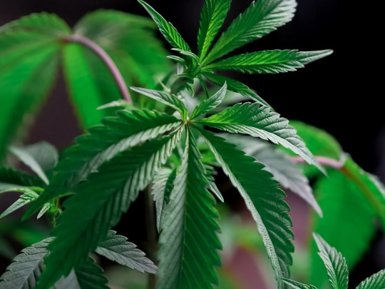 Cómo afectan las drogas al sistema nervioso