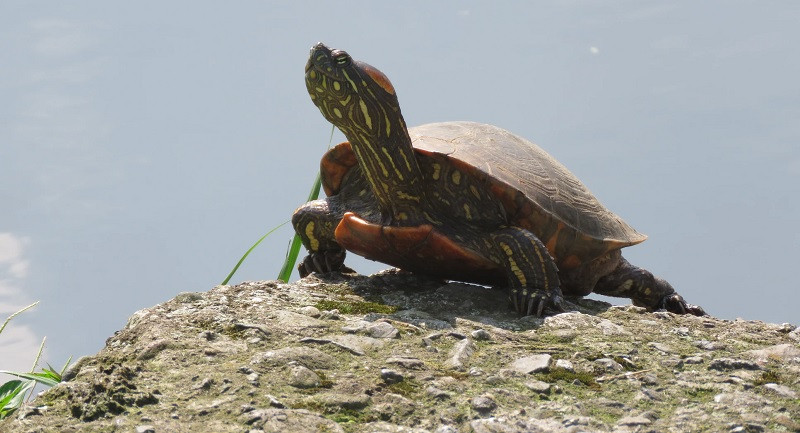 Animal ectotermo