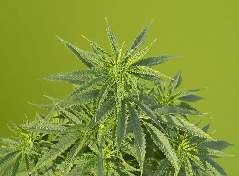 Marihuana