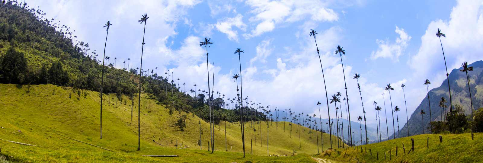 Psicólogos expertos en Terapia de Pareja en Armenia (Colombia)