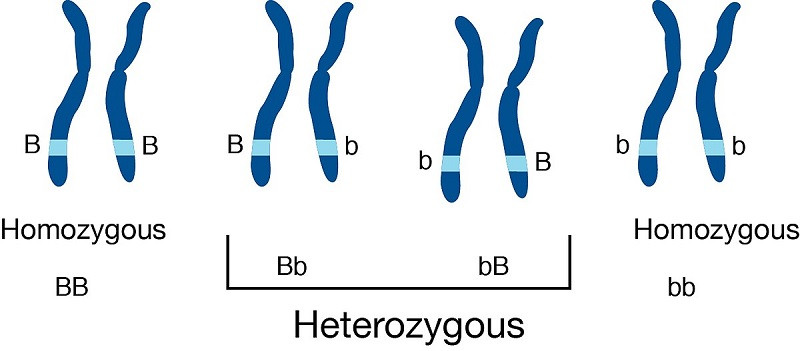 Heterocigoto