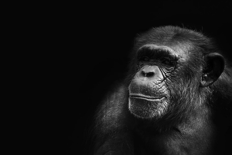 Chimpancé