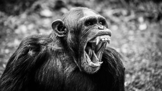 La guerra de los chimpancés de Gombe