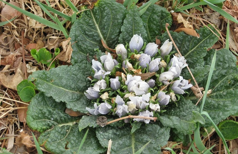 Mandrágora