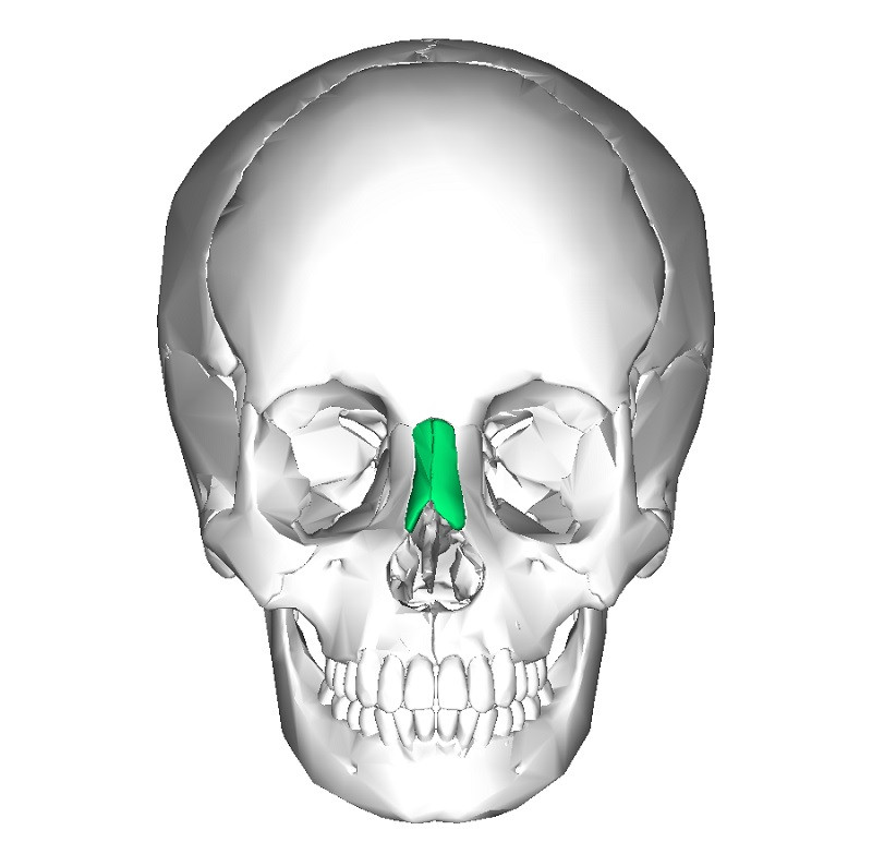 Hueso nasal
