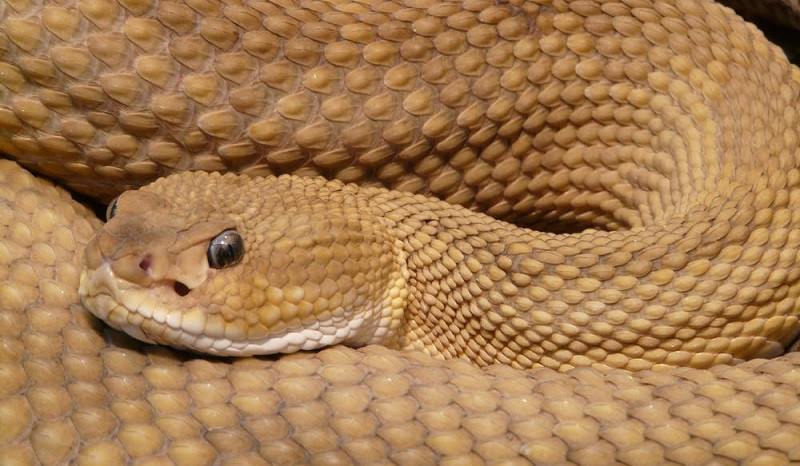 Serpiente venenosa