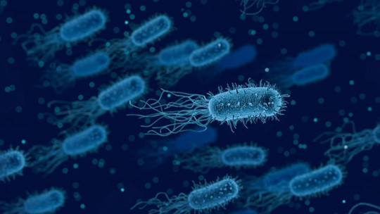 Bacterias que habitan en la boca