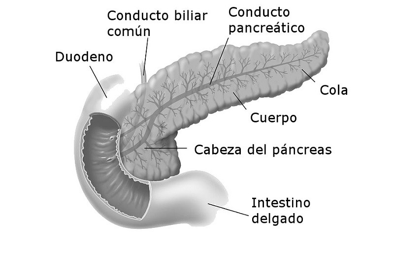 Partes del páncreas