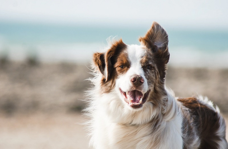 Perro