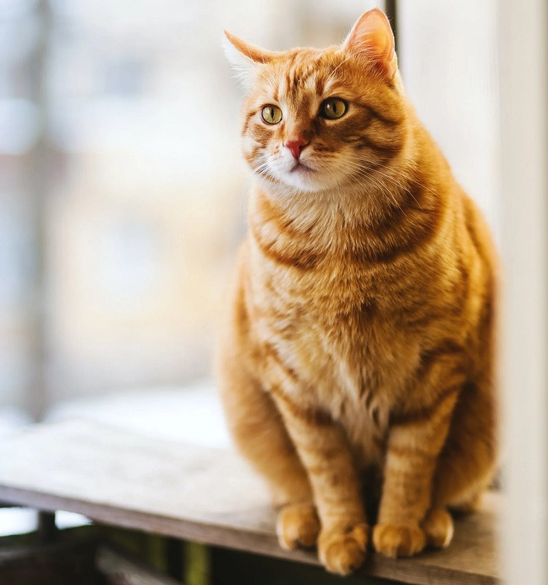 Gato