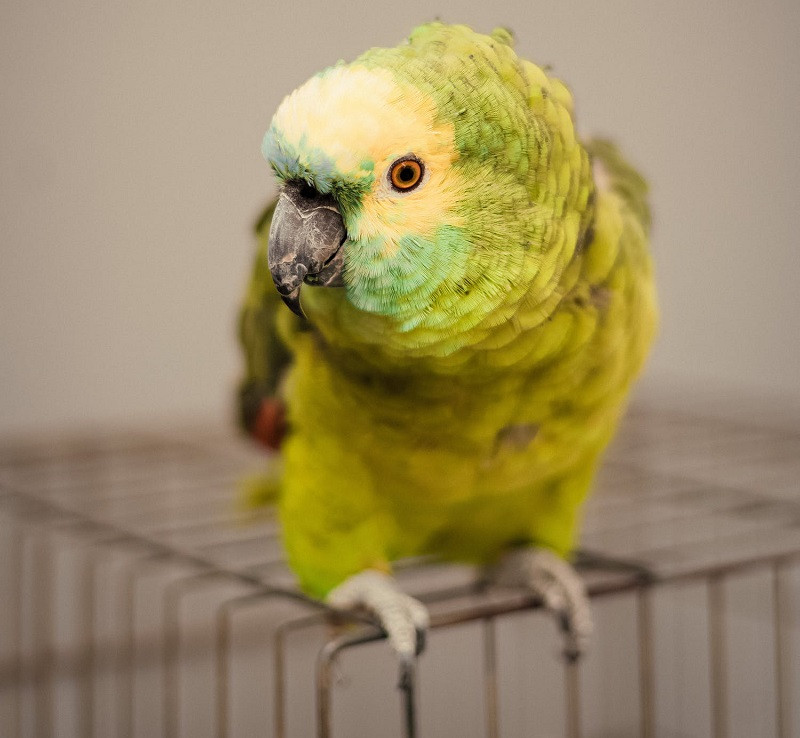 Pájaro