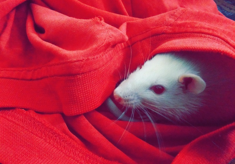 Rata