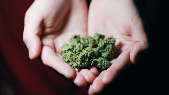 Tatiana Barbaran: «Es falso que la marihuana no sea dañina por ser natural»