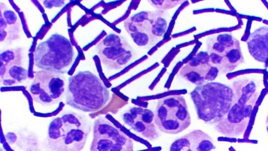 Eubacterias