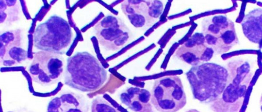 Eubacterias