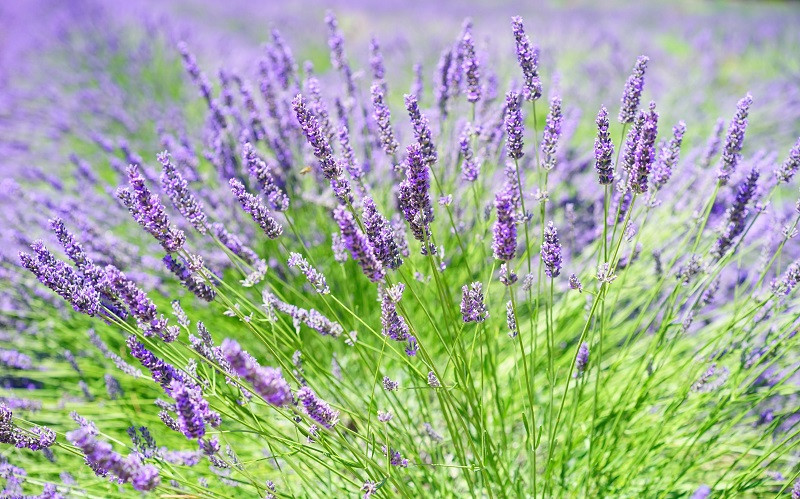 Lavanda