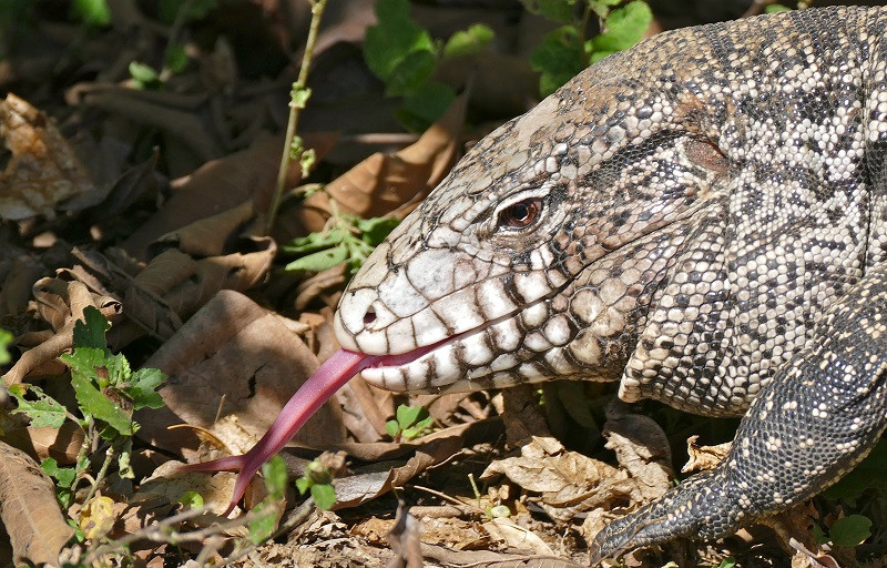 Cerebro reptil