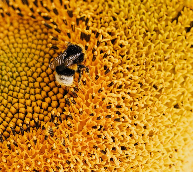 Fobia al amarillo