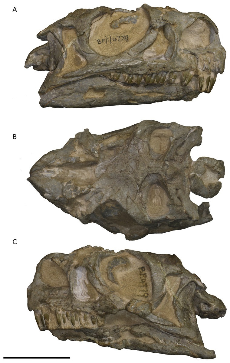 Ciencia de los dinosaurios